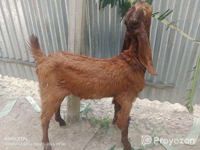 তোতাপুরি মেয়ে ছাগল