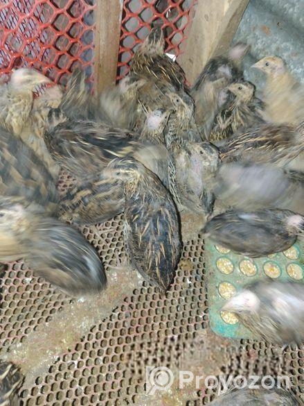 কোয়েল পাখি বাচ্চা