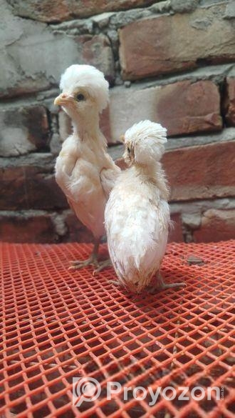 বাফ পলিশ- সিলভার সেব্রাইট