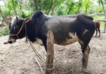 এরে গরু