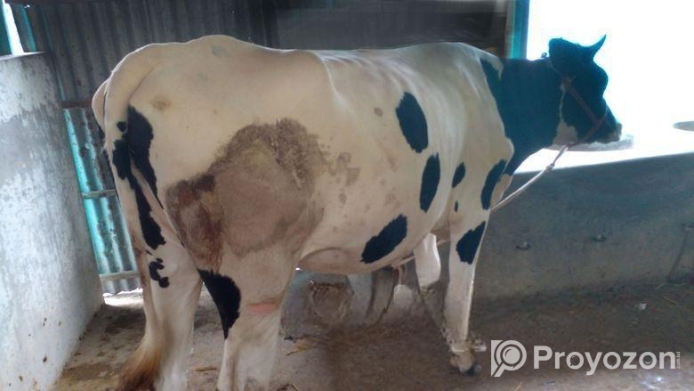 ২৩নং ৭ মাসের গাভীন বকনা বিক্রয় হবে।