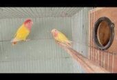 Breeding Pair with Baby Love Bird