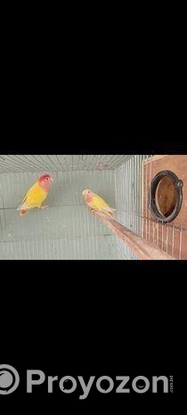 Breeding Pair with Baby Love Bird