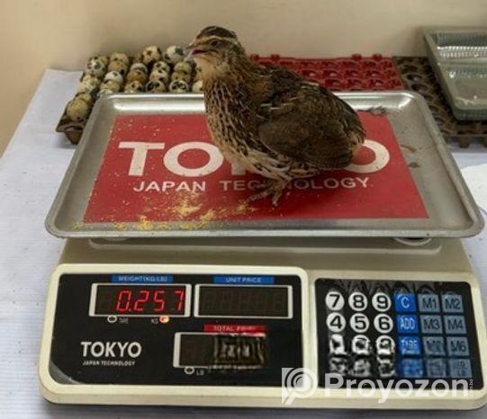 হাইব্রিড জাম্বু কোয়েল পাখির ১৫ দিনের বাচ্চা বিক্রি