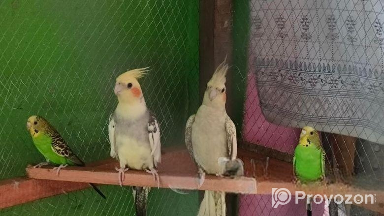 কোকাটেল পাখি সেল হবে