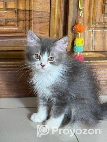 পার্শিয়ান এন্ড ক্যালিকো বিড়াল