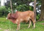শাহিওয়াল ষাড় বাচ্চা