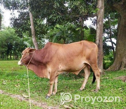 শাহিওয়াল ষাড় বাচ্চা