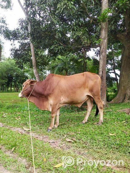 শাহিওয়াল ষাড় বাচ্চা