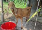ছাগল বাচ্চা সহ বিক্রি হবে