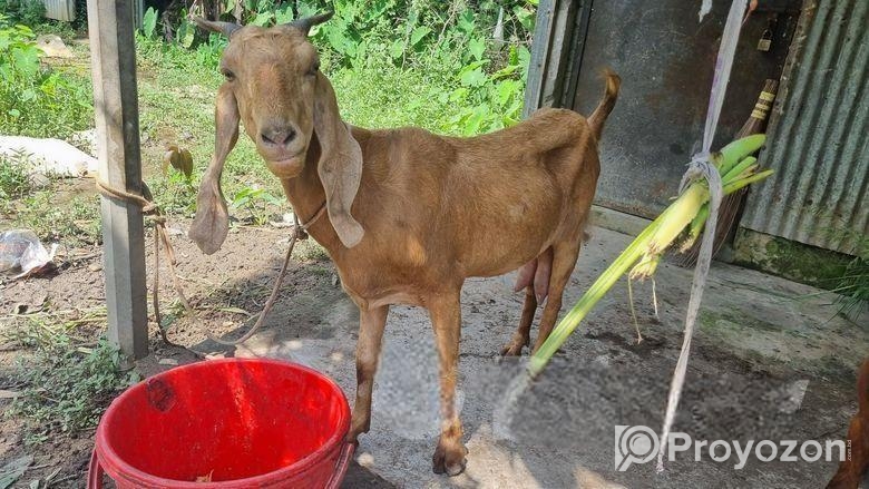 ছাগল বাচ্চা সহ বিক্রি হবে