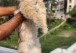 Triple Coat Partian(male)