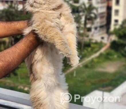 Triple Coat Partian(male)