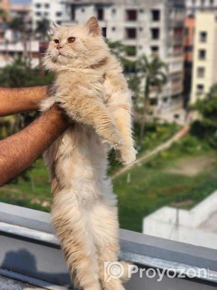 Triple Coat Partian(male)