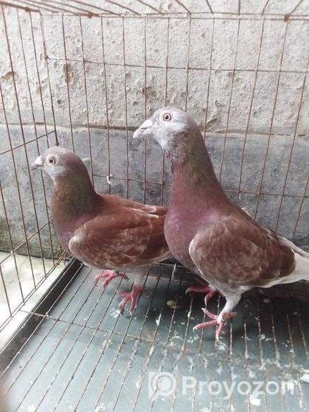 খুব সুন্দর এক জোরা কবুতর