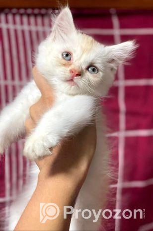 Traditional Persian Kitten