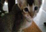 cat adoption