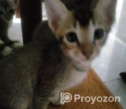 cat adoption