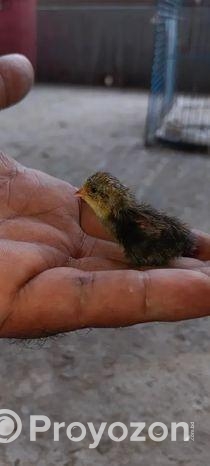 কিং কোয়েল বিক্রি হবে