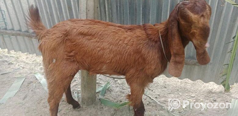 তোতাপুরি মেয়ে ছাগল