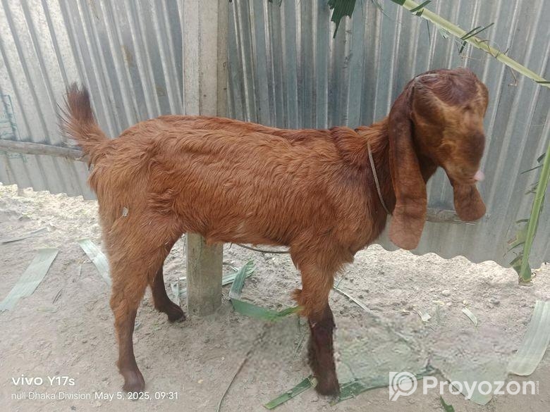 তোতাপুরি মেয়ে ছাগল