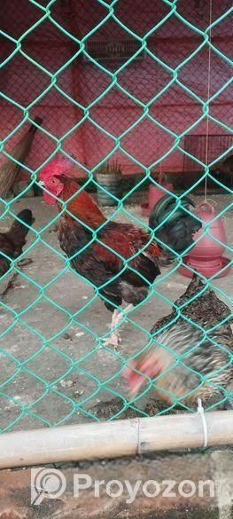 দেশী মোরগ