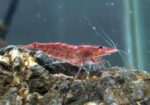 Shrimp