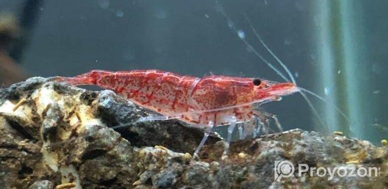 Shrimp