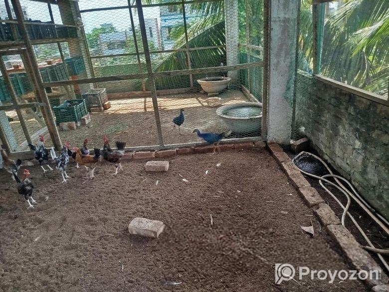 Kicu deshi Murgi bikri korbo