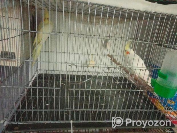 24″18″ pakhir khaca