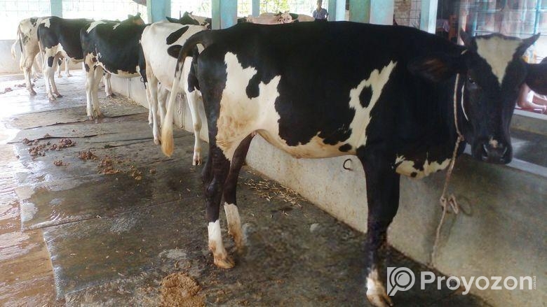 ৫টি বকনা বিক্রয় হবে (২৪ নং সিরিয়াল)