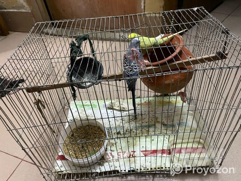 বাজিগর পাখি বিক্রি