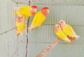 Breeding Pair with Baby Love Bird