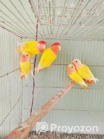 Breeding Pair with Baby Love Bird