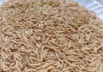 পাকিস্তানি বাসমতী ধানের বীজ