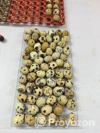 হাইব্রিড জাম্বু কোয়েল পাখির ১৫ দিনের বাচ্চা বিক্রি