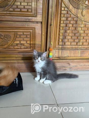 পার্শিয়ান এন্ড ক্যালিকো বিড়াল