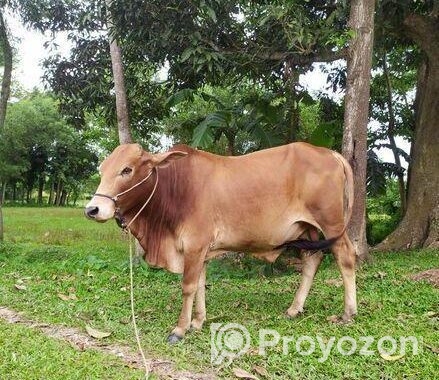 শাহিওয়াল ষাড় বাচ্চা