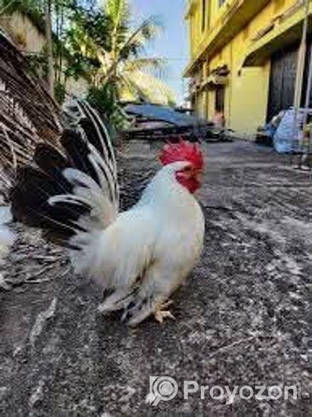 ব্ল্যাকটেল জাপানিস বেন্হাম মুরগি