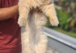 Triple Coat Partian(male)