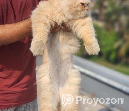Triple Coat Partian(male)