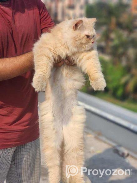 Triple Coat Partian(male)