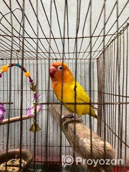 লাভ বার্ড বিক্রি হবে