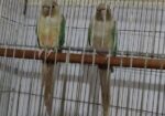 Chinamon Blue Pineapple Conure