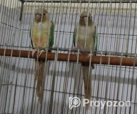 Chinamon Blue Pineapple Conure