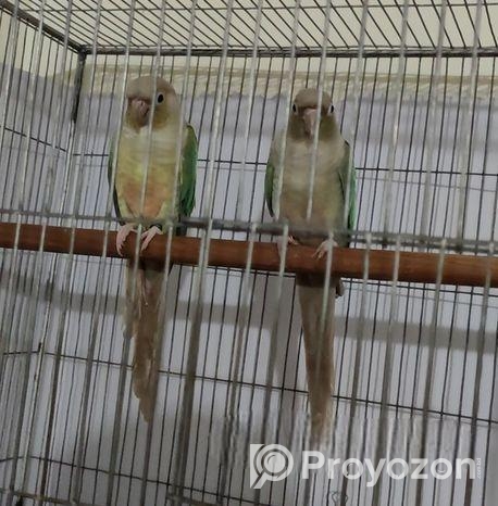 Chinamon Blue Pineapple Conure