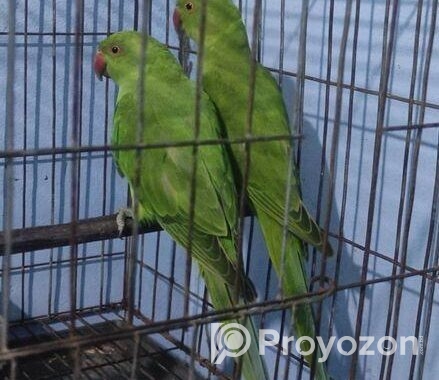 ইন্ডিয়ান রিংনেট টিয়া পাখি