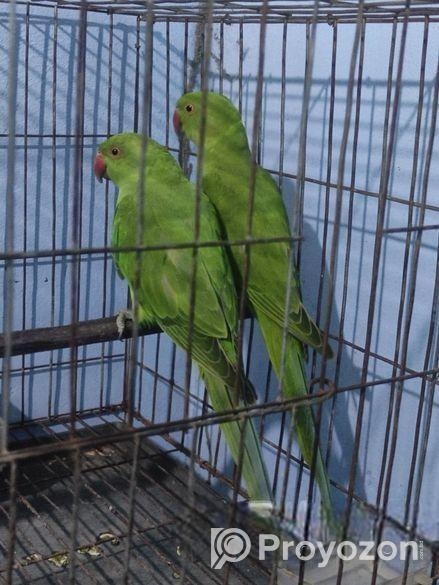 ইন্ডিয়ান রিংনেট টিয়া পাখি