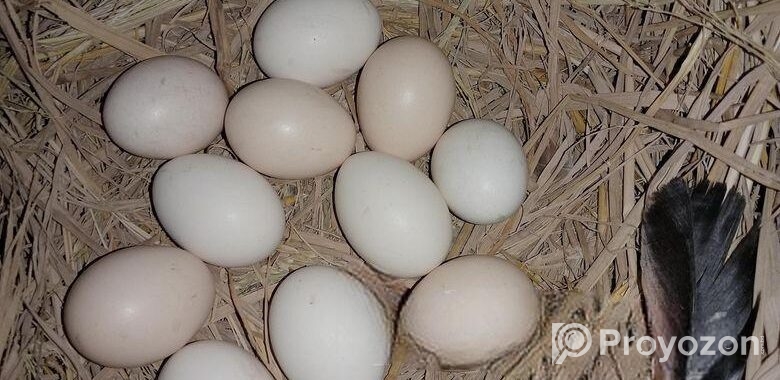 দেশি মুরগির বিশ ডিম বিক্রি করা হয়