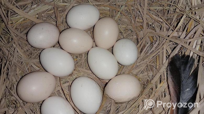 দেশি মুরগির বিশ ডিম বিক্রি করা হয়